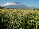 富士山麓で農業体験